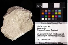 Foto (Objket + Etiketten) von Decapoda indet. 